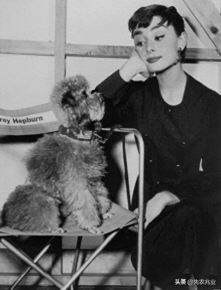 Audrey Hepburn (the greatest actress of the century), 20 most classic photos Photo 13